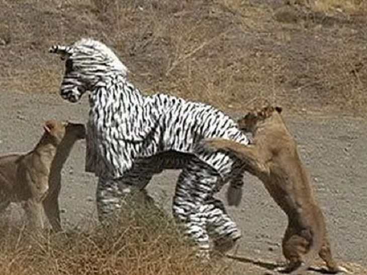 Hilarious photos showing things that can happen only in Africa, People in zebra costume getting attackef by lions.
