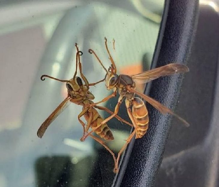 Photographs that will make you look twice or do a double take, Close up picture of a wasp