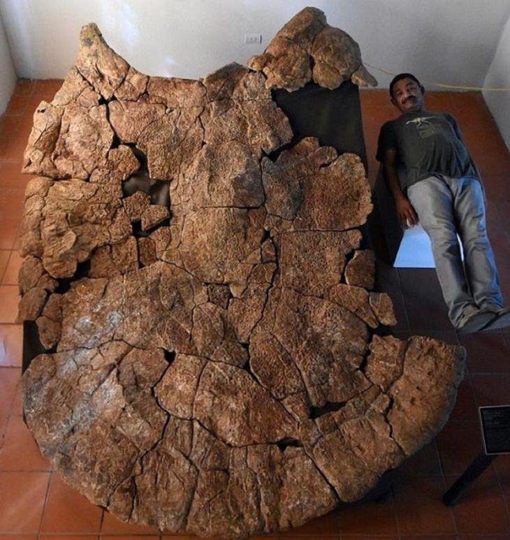 Amazing photographs that show differences, shapes and sizes through comparison, The fossil of a car-sized South American turtle next to a human for scale