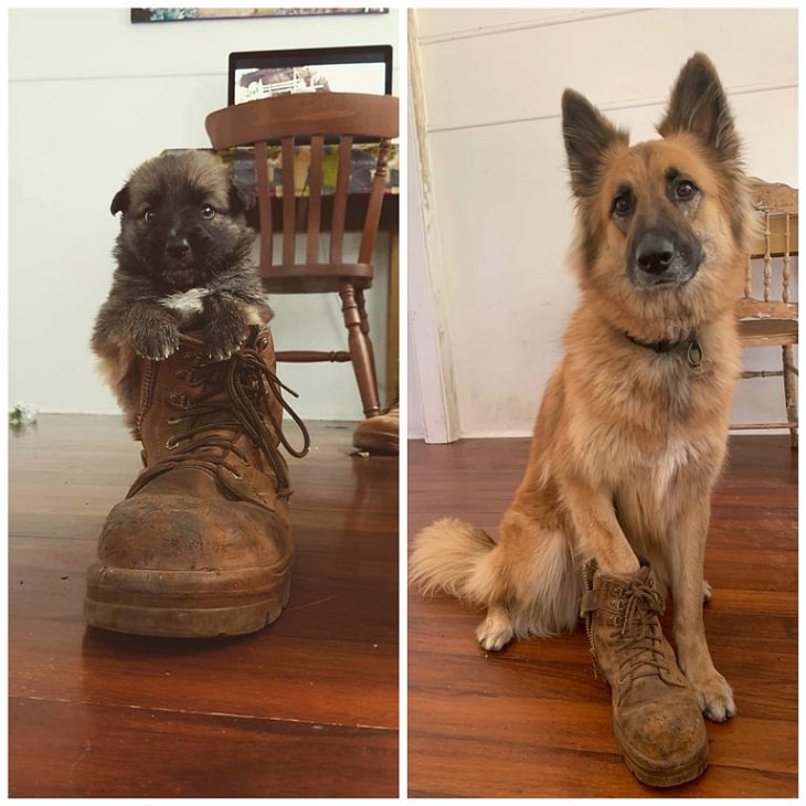 Amazing photographs that show differences, shapes and sizes through comparison, The same dog and the same boot after 3 years