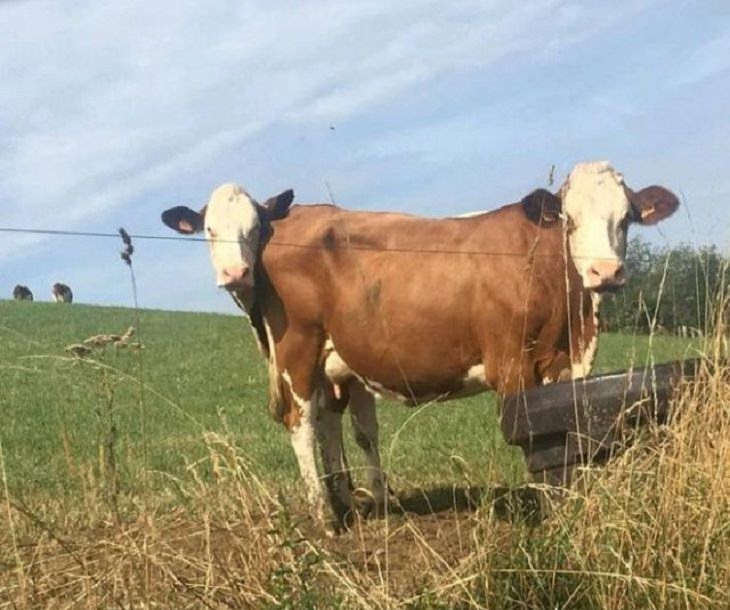 Photographs that will make you look twice or do a double take, Cow that looks like it has 2 heads