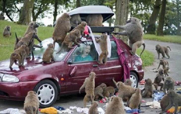 Hilarious photos showing things that can happen only in Africa, Group of monkeys attacking a car