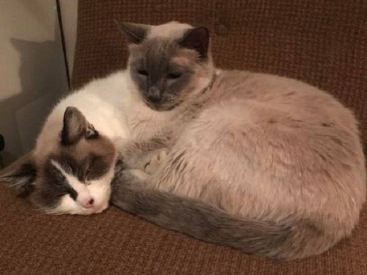 Photographs that will make you look twice or do a double take, Two cats lying down together