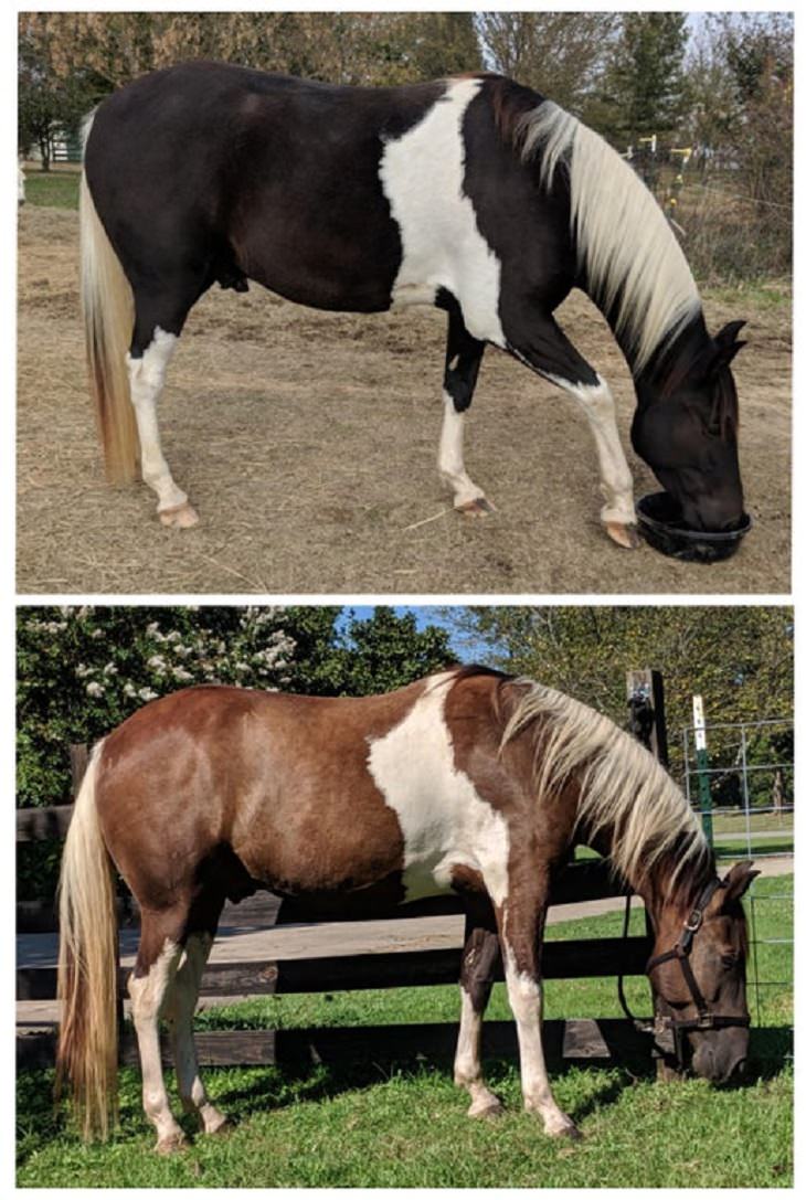 Amazing photographs that show differences, shapes and sizes through comparison, The same horse’s winter coat and summer coat