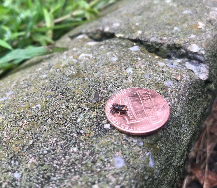 Amazing photographs that show differences, shapes and sizes through comparison, A tiny frog on a penny for scale