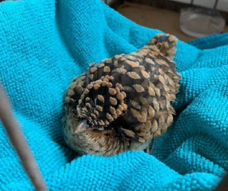 Photographs that will make you look twice or do a double take, Baby bird that looks like a pine cone
