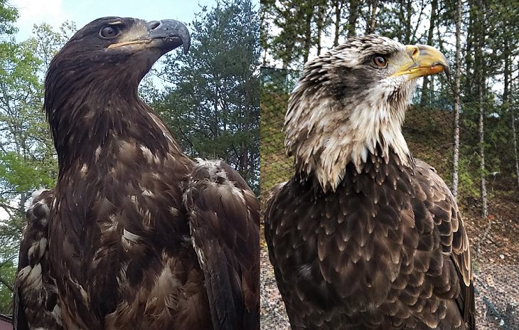 Amazing photographs that show differences, shapes and sizes through comparison, A bald eagle during its juvenile days and a few years later as an adult with its white plumage