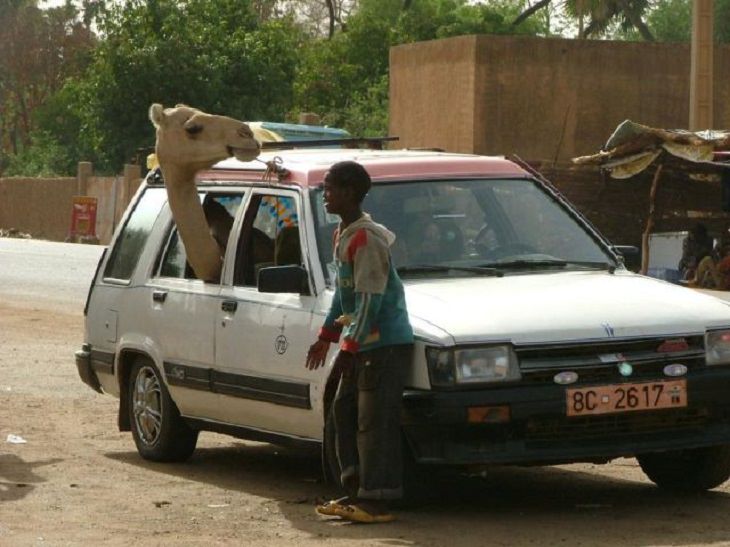 Hilarious photos showing things that can happen only in Africa, Camel sitting in a small car sticking its head out