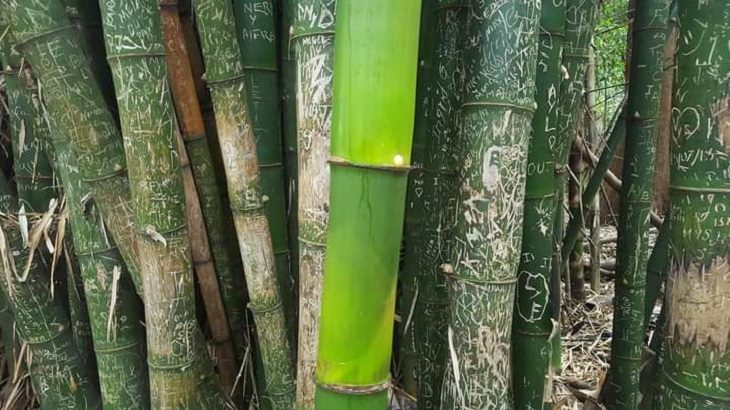 Amazing photographs that show differences, shapes and sizes through comparison, A bamboo stalk grown during the pandemic that is untouched by tourists