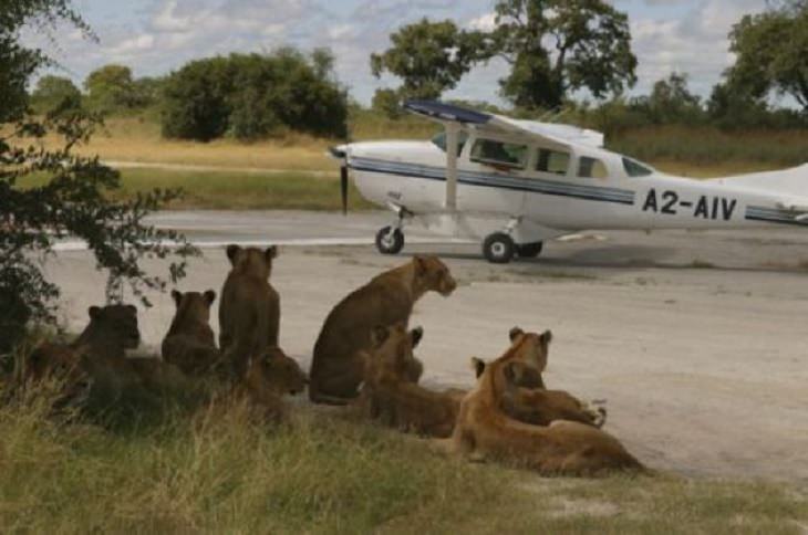 Hilarious photos showing things that can happen only in Africa, Wild cats sitting in front of a plane on a runway