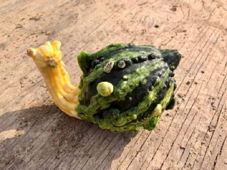 Photographs that will make you look twice or do a double take, Gourd that looks like a snail