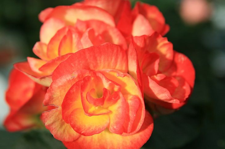 10 winter flowers that are cold-resistant and hardy, Rieger Begonia