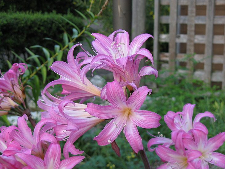 10 winter flowers that are cold-resistant and hardy, Amaryllis (Amaryllis belladona)