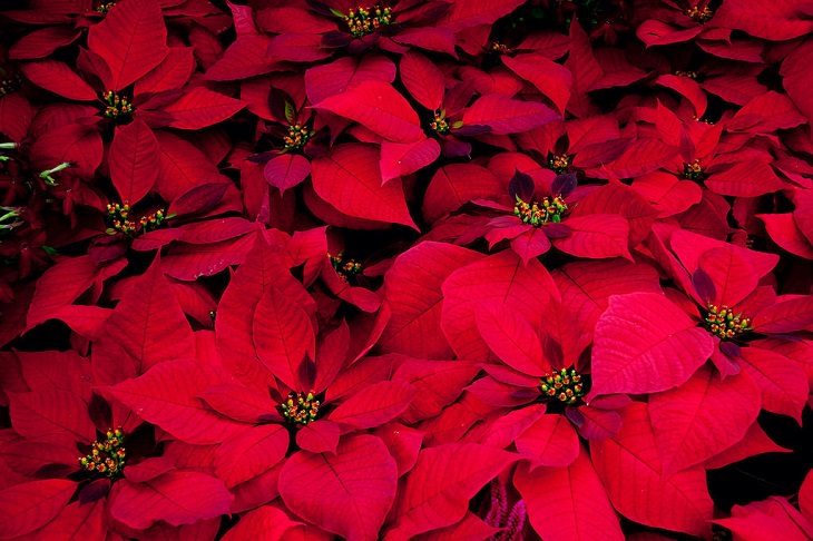 10 winter flowers that are cold-resistant and hardy, Poinsettia (Euphorbia pulcherrima)