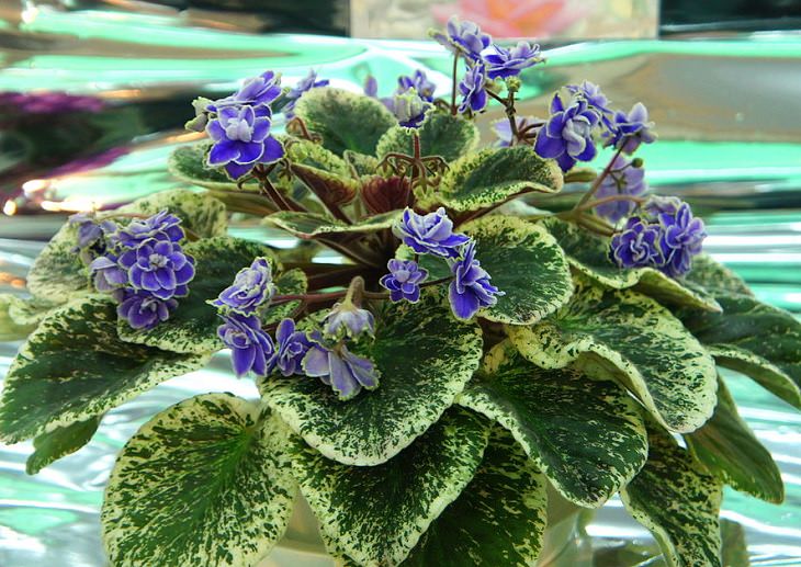 10 winter flowers that are cold-resistant and hardy, African violet (Saintpaulia)