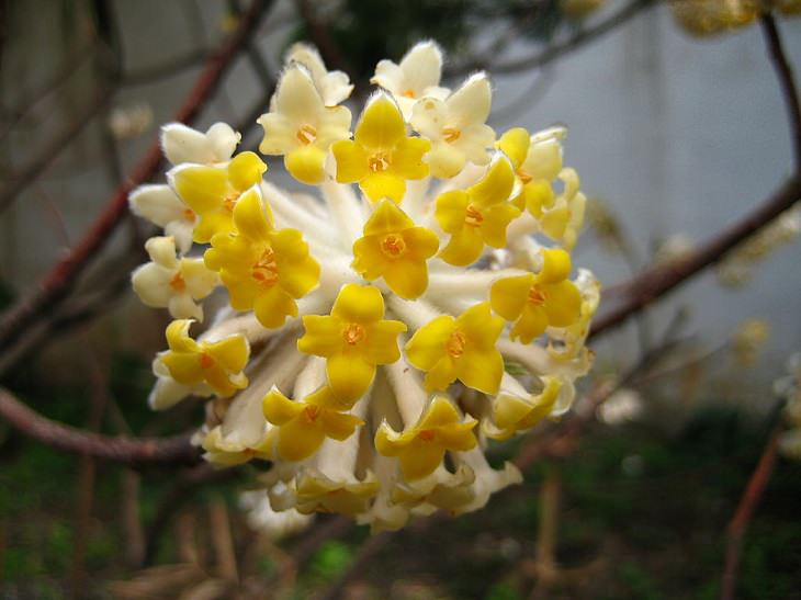 10 winter flowers that are cold-resistant and hardy, Oriental Paperbush (Edgeworthia chrysantha)