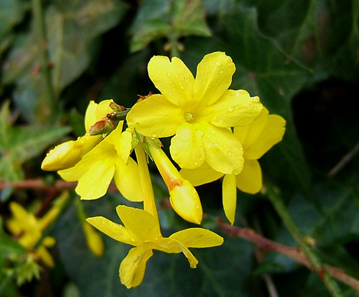 10 winter flowers that are cold-resistant and hardy, Winter Jasmine (Jasminum Nudiflorum)