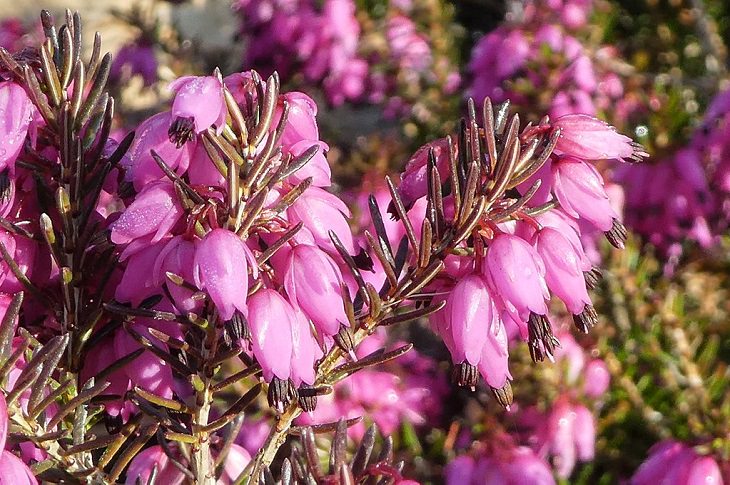 10 winter flowers that are cold-resistant and hardy, Winter heath (Erica carnea)