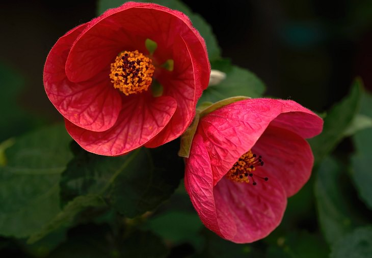 10 winter flowers that are cold-resistant and hardy, Flowering maple (Abutilon)