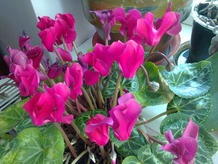 10 winter flowers that are cold-resistant and hardy, Persian cyclamen (Cyclamen persicum)