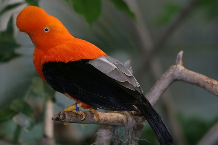 Facts about the weird behavior of strange-looking animals, Andean cock-of-the-rock