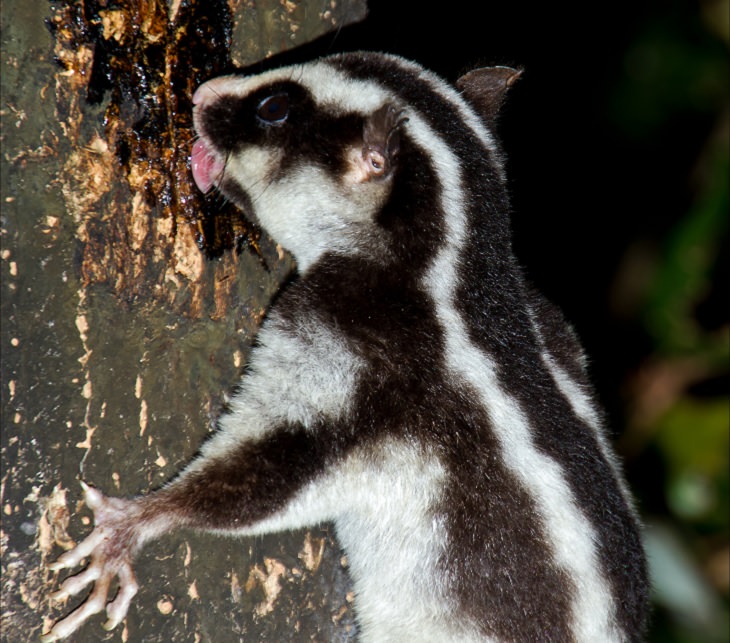 Facts about the weird behavior of strange-looking animals, striped possum