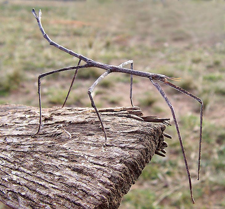 Facts about the weird behavior of strange-looking animals, stick insect