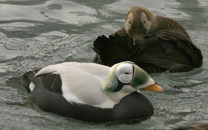 Facts about the weird behavior of strange-looking animals, Spectacled Eiders