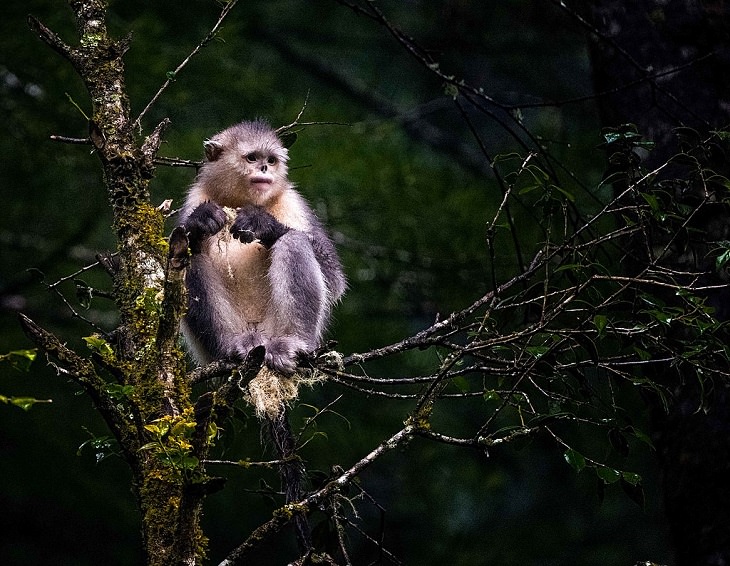 Facts about the weird behavior of strange-looking animals, Black-and-white snub-nosed monkey
