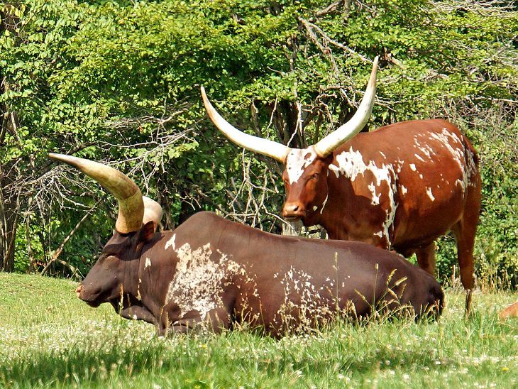 Facts about the weird behavior of strange-looking animals, Ankole-Watusi African cow