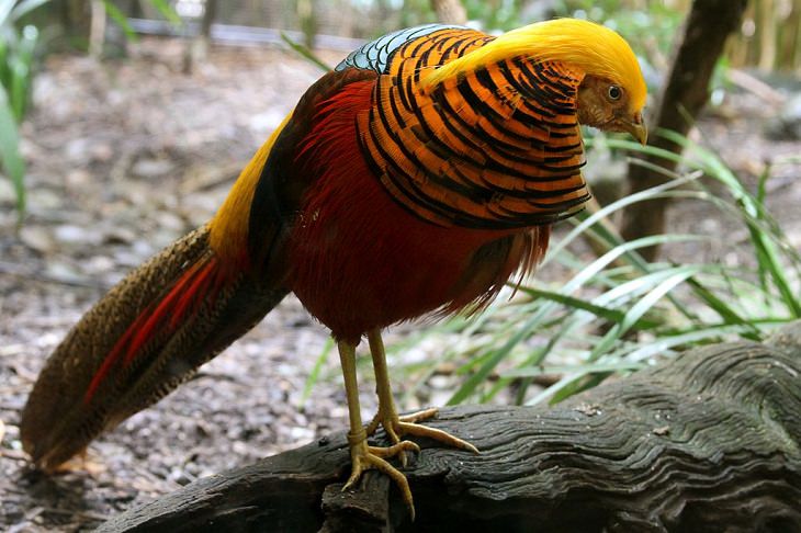 Facts about the weird behavior of strange-looking animals, golden pheasant