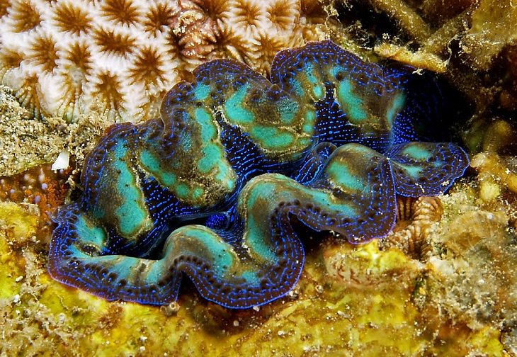 Facts about the weird behavior of strange-looking animals, tridacna