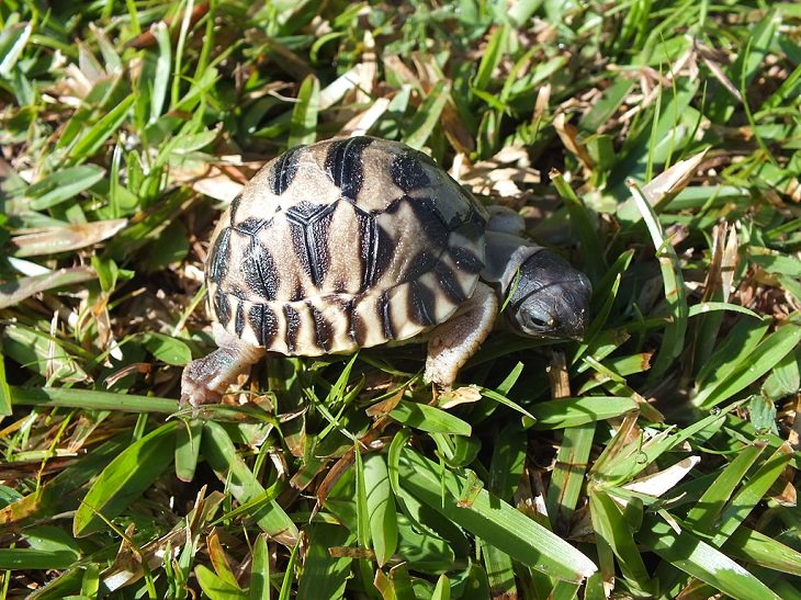 Facts about the weird behavior of strange-looking animals, Radiated Tortoises