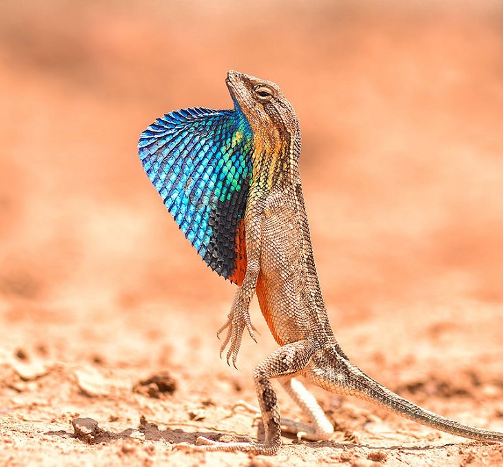 Facts about the weird behavior of strange-looking animals, sarada lizard
