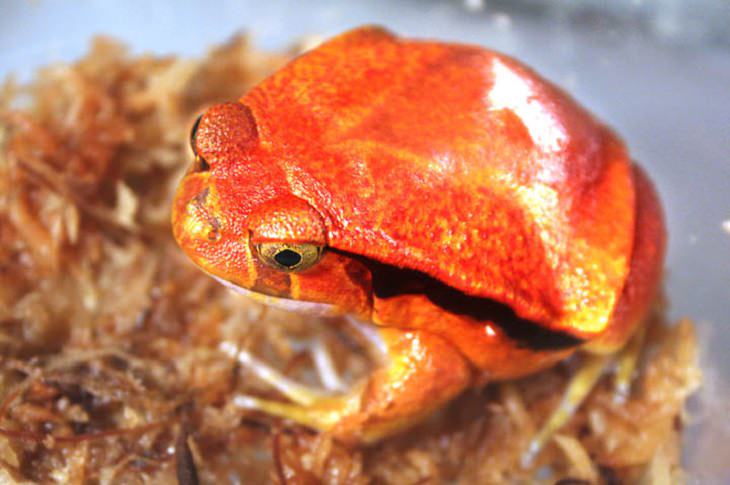 Facts about the weird behavior of strange-looking animals, tomato frog