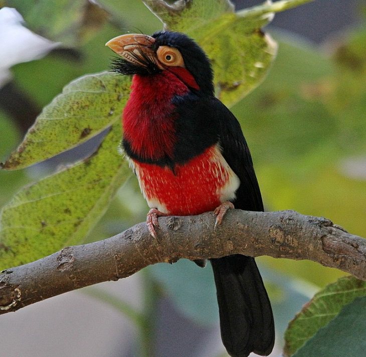 Facts about the weird behavior of strange-looking animals, bearded barbet