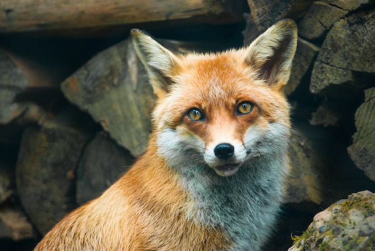 The Fascinating Origins of 20 Popular Last Names, fox