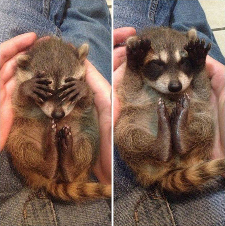 20 Hilarious and Heartwarming Raccoon Photos, covering face
