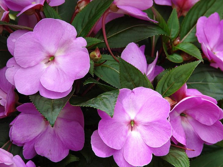 Beautiful and colorful flowers for all seasons that grow and bloom in shade and are shade-tolerant, impatiens