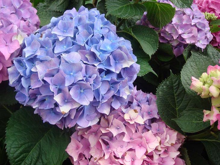 Beautiful and colorful flowers for all seasons that grow and bloom in shade and are shade-tolerant, Hydrangeas