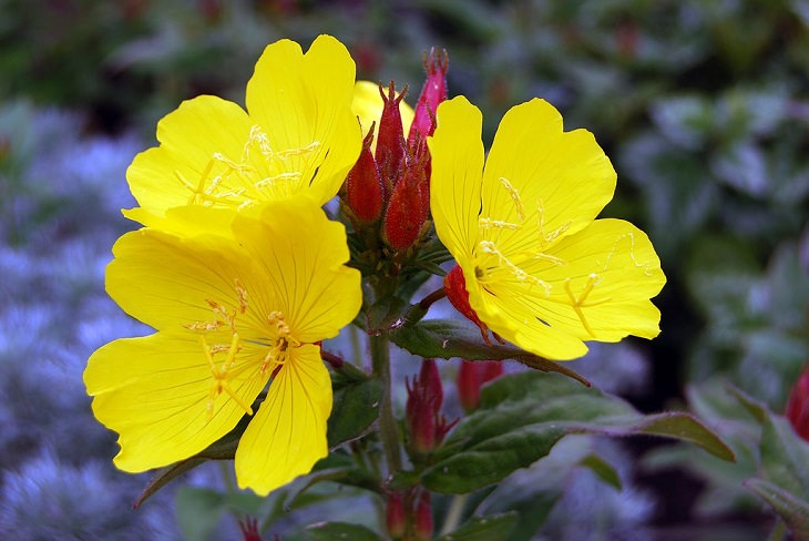 Beautiful and colorful flowers for all seasons that grow and bloom in shade and are shade-tolerant, primrose