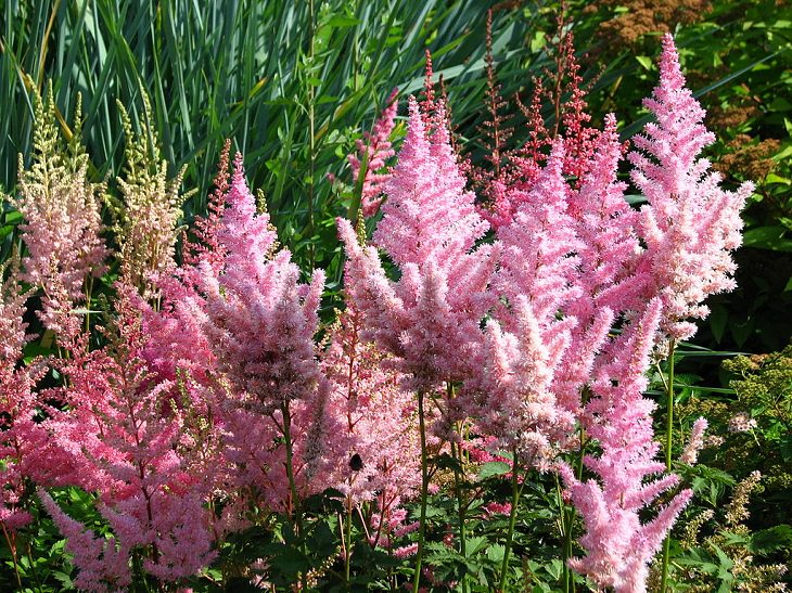 Beautiful and colorful flowers for all seasons that grow and bloom in shade and are shade-tolerant, Astilbe