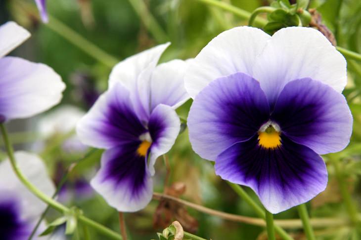 Beautiful and colorful flowers for all seasons that grow and bloom in shade and are shade-tolerant, Pansies, violets