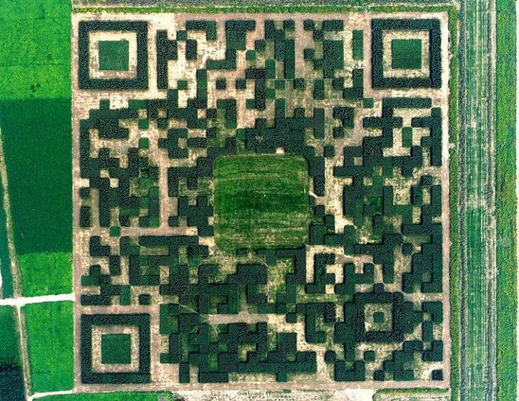 Amazing photographs of designs and manmade creations across the world, This Giant QR Code was created from 130,000 trees to boost tourism in the Chinese village of Xinhua