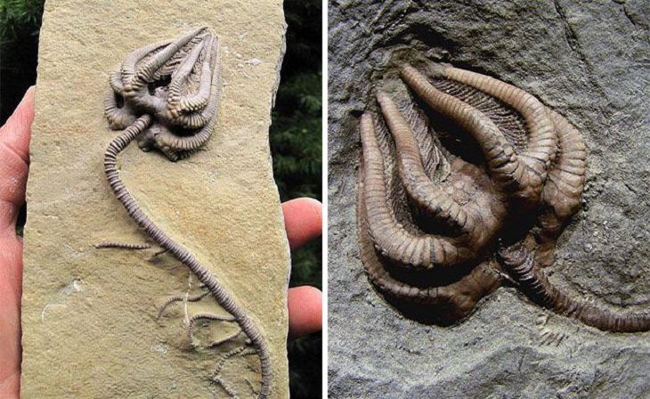 Imágenes de lo poderosa que es la naturaleza Un crinoideo (invertebrado marino) fosilizado 