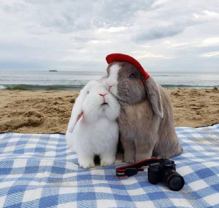 Beautiful pictures of touching, cute, and warm moments, Two rabbits snuggling on a mat on a beach