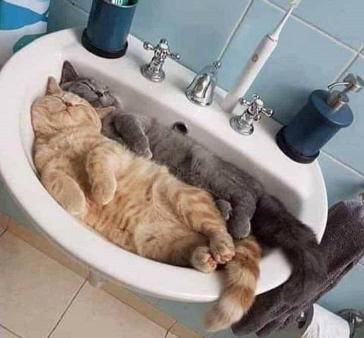 Beautiful pictures of touching, cute, and warm moments, Two cats sleeping in a bathroom sink