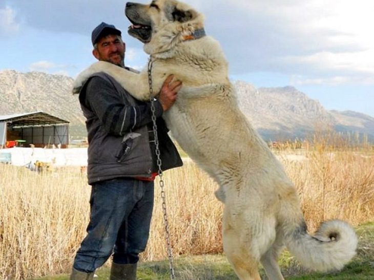 Imágenes de lo poderosa que es la naturaleza El Kangal turco, una de las razas de perros más grandes