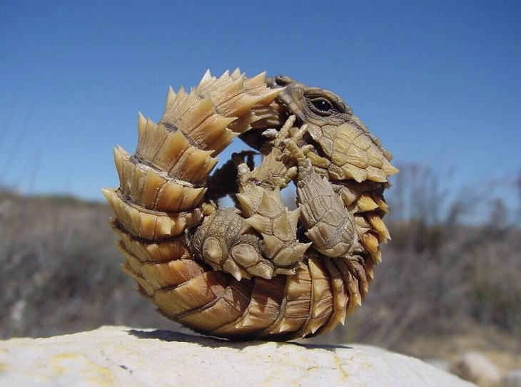 Imágenes de lo poderosa que es la naturaleza Una criatura que parece sacada directamente de una historia de fantasía, el lagarto ceñido de armadillo