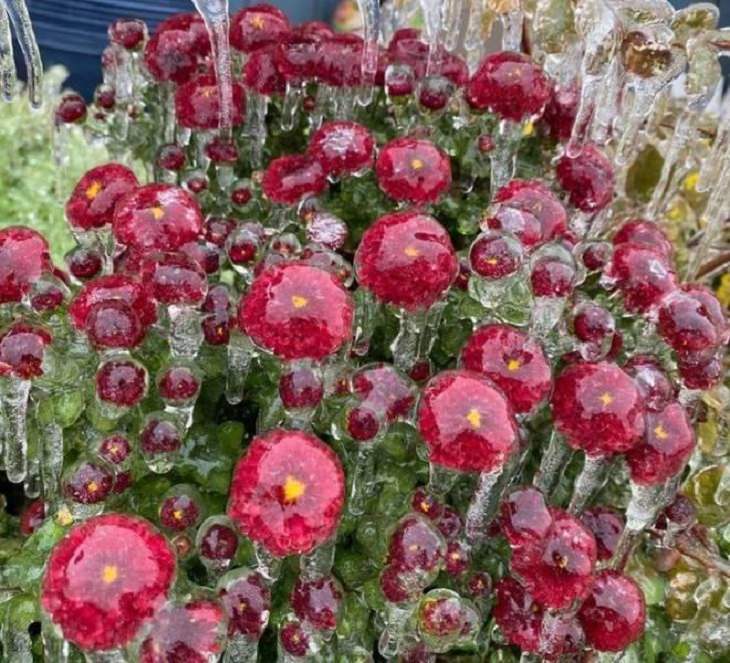 Imágenes de lo poderosa que es la naturaleza Flores congeladas después de una tormenta de hielo